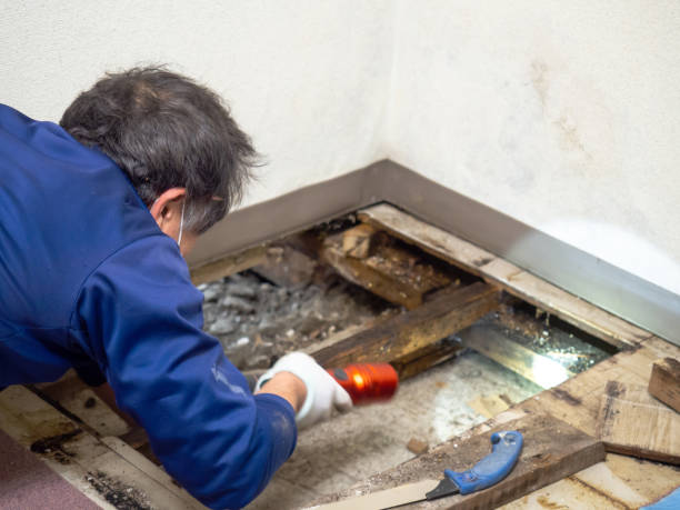Best Affordable Mold Removal  in Waynesville, OH