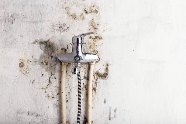 Best Mold Testing  in Waynesville, OH