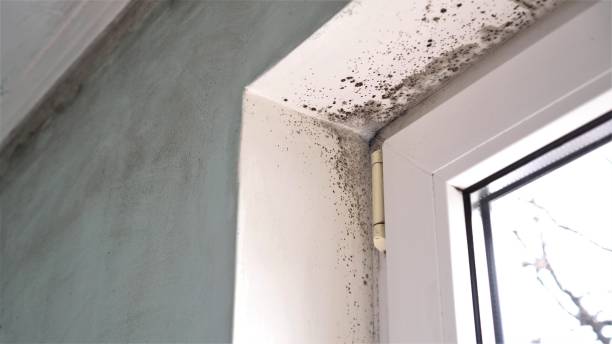 Best Office Mold Removal Services  in Waynesville, OH