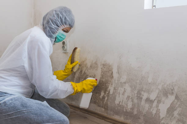 Mold Testing and Removal in Waynesville, OH