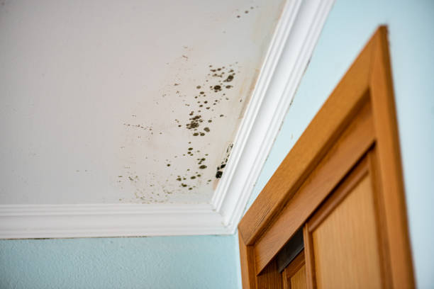 Best Fast Mold Removal  in Waynesville, OH