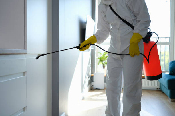 Best Local Mold Removal Service  in Waynesville, OH