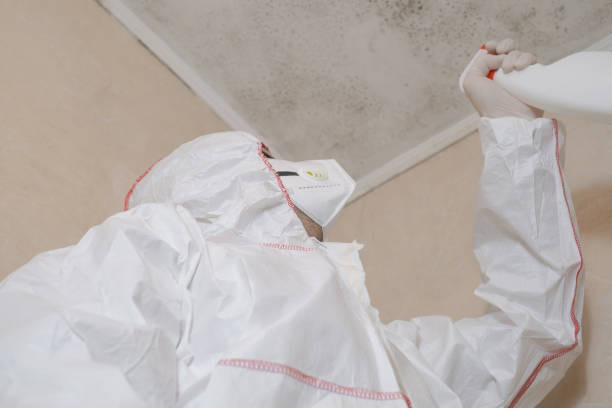 Best Emergency Mold Removal  in Waynesville, OH