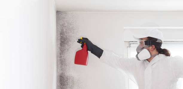 Best Mold Inspection  in Waynesville, OH