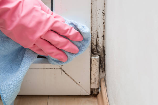 Best Home Mold Removal  in Waynesville, OH