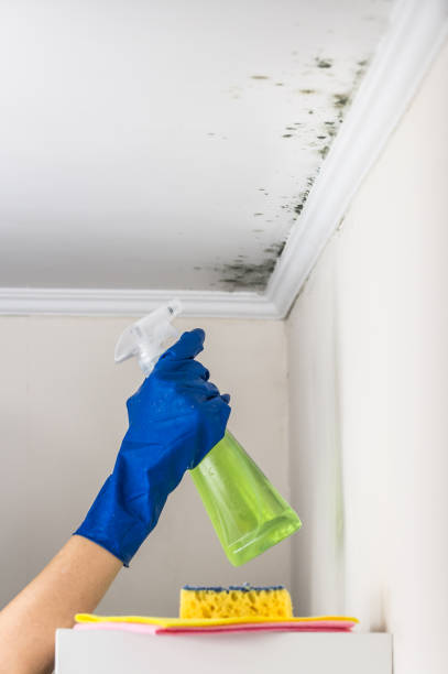 Best Residential Mold Removal  in Waynesville, OH